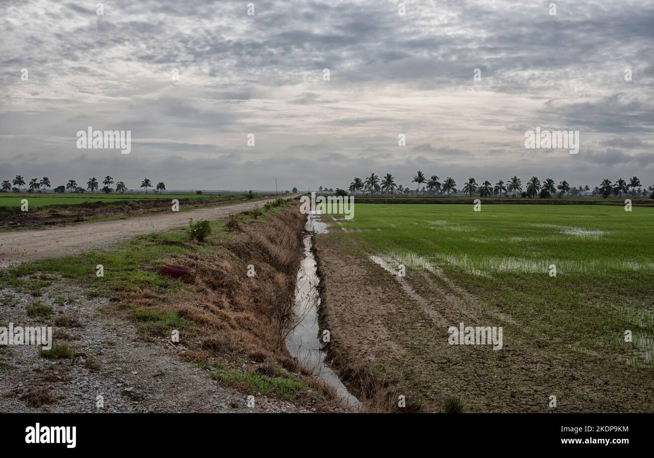 early morning scene at the green paddy field Stock Photo - Alamy