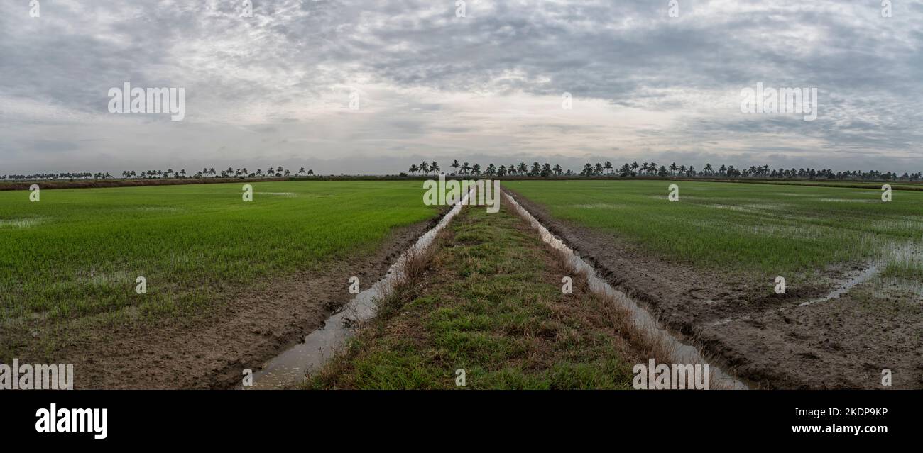 early morning scene at the green paddy field Stock Photo - Alamy