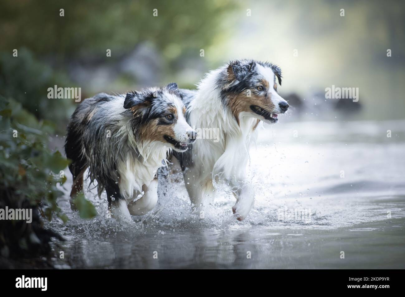 Two australian shepherds running hi-res stock photography and images ...