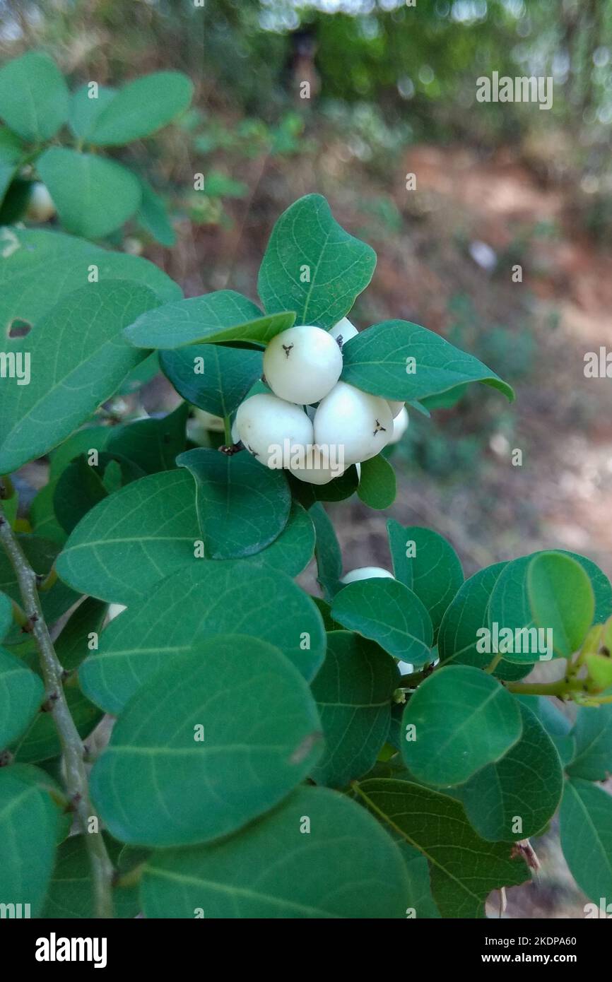 Flueggea shows fruits clinging along branches. Its round shape, light green, turns into white when mature, with seeds inside. Stock Photo