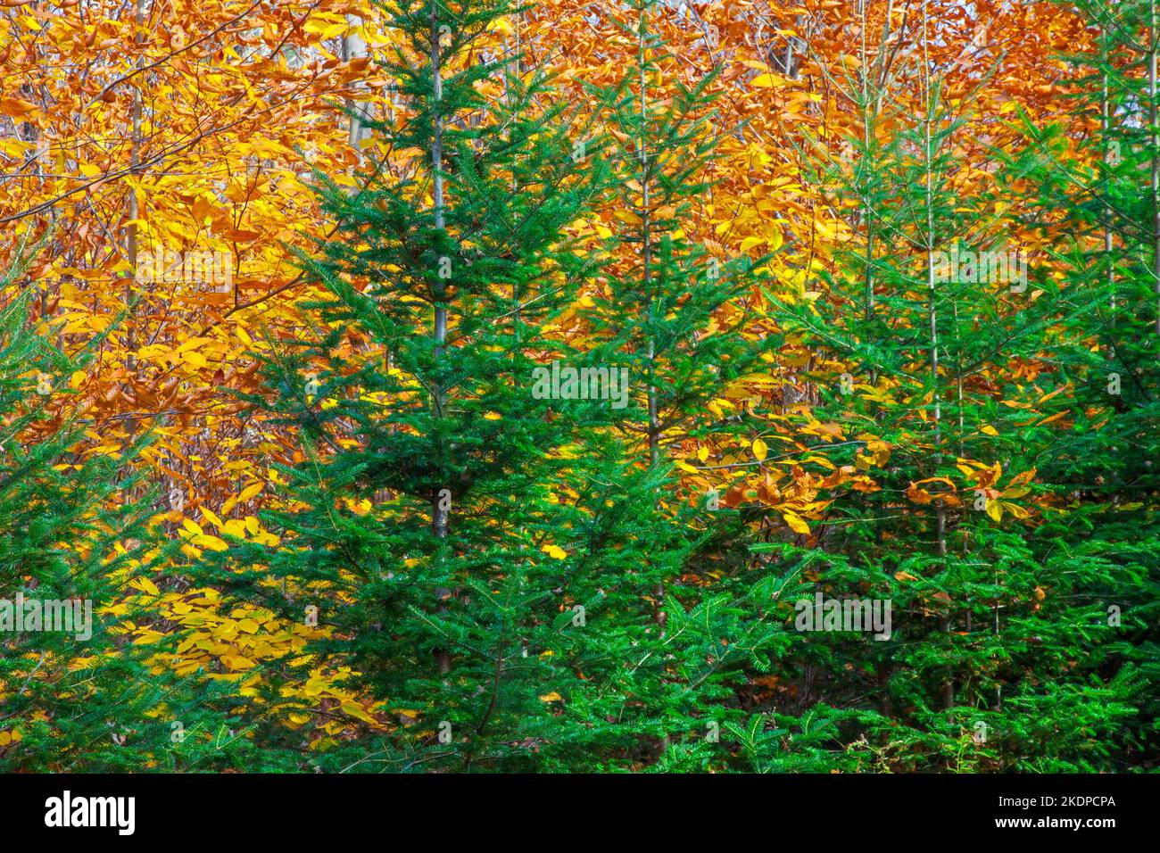 American Beech and Balsam Fir in autum in Pennsylvania's Pocono Mountains Stock Photo