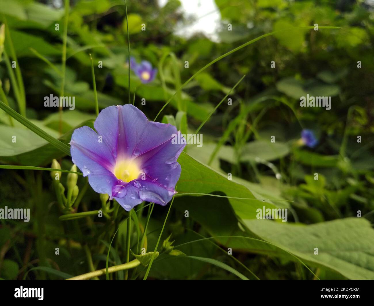 Ipomoea indica is a species of flowering plant in the family Convolvulaceae, known by several common names, including Blue morning glory Stock Photo