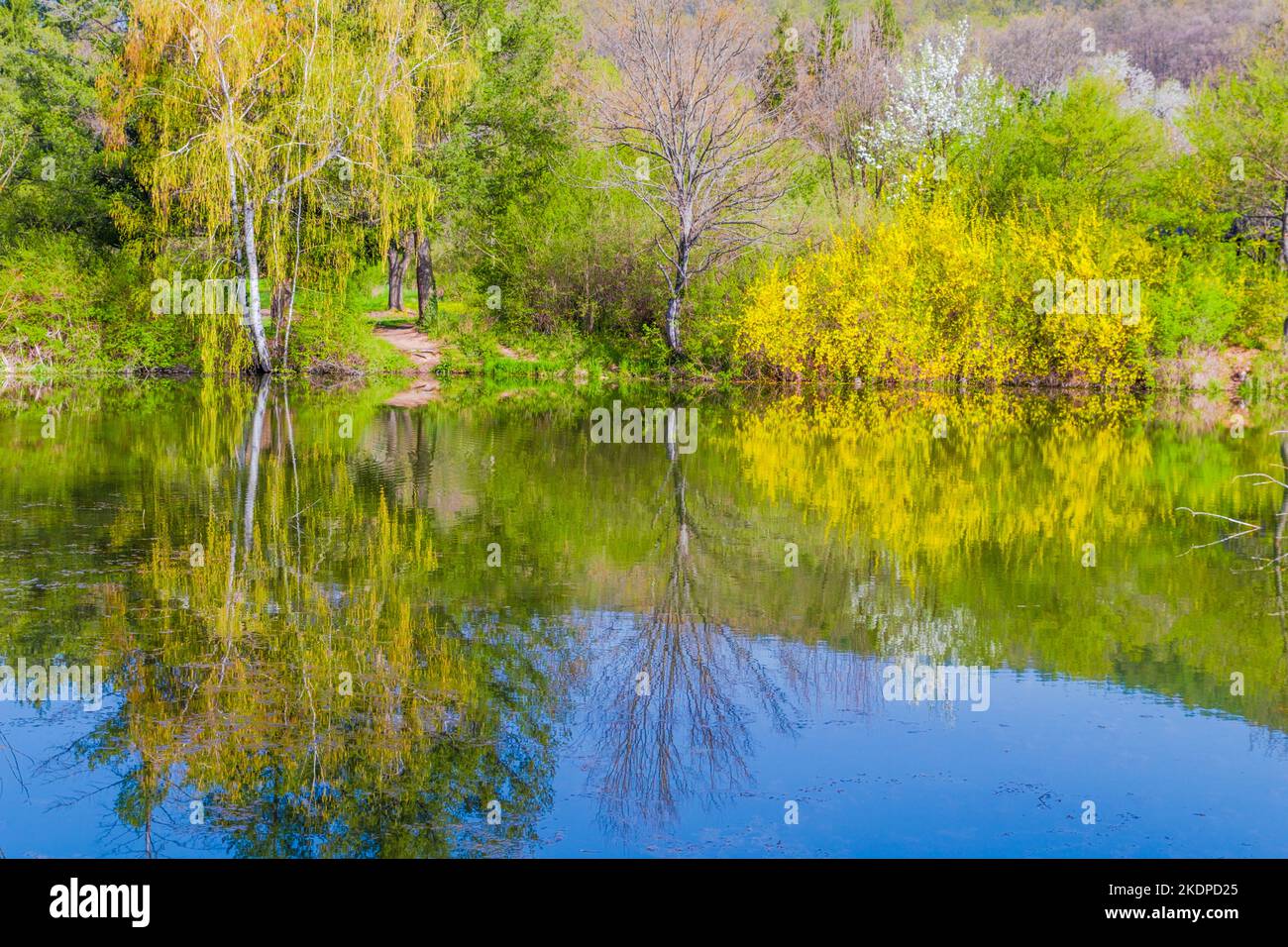 Reflections Of Spring blossom trees in spring with nice reflections in water Stock Photo - Alamy