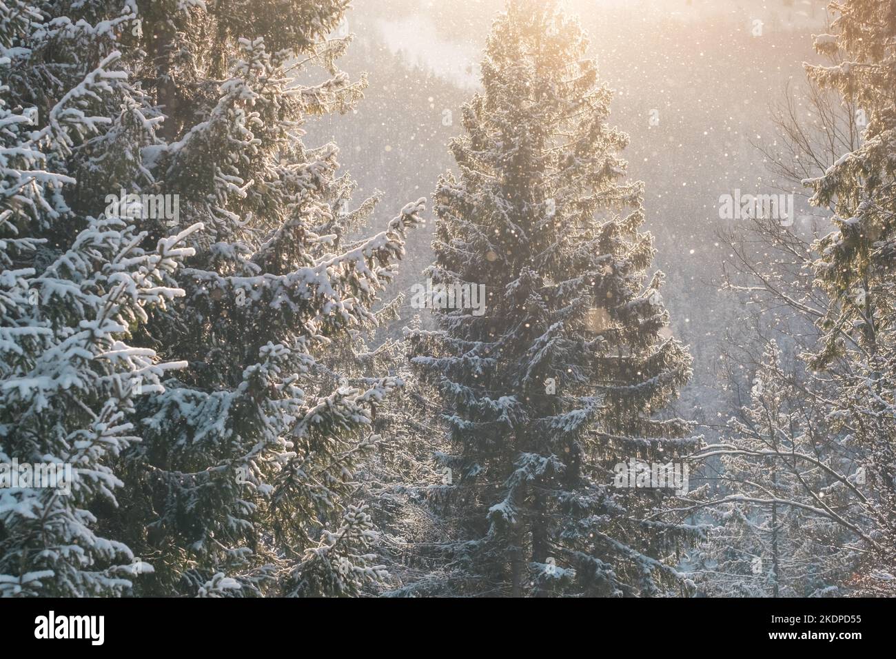 Beautiful winter scenery with snow falling in spruce forest at sunset Stock Photo