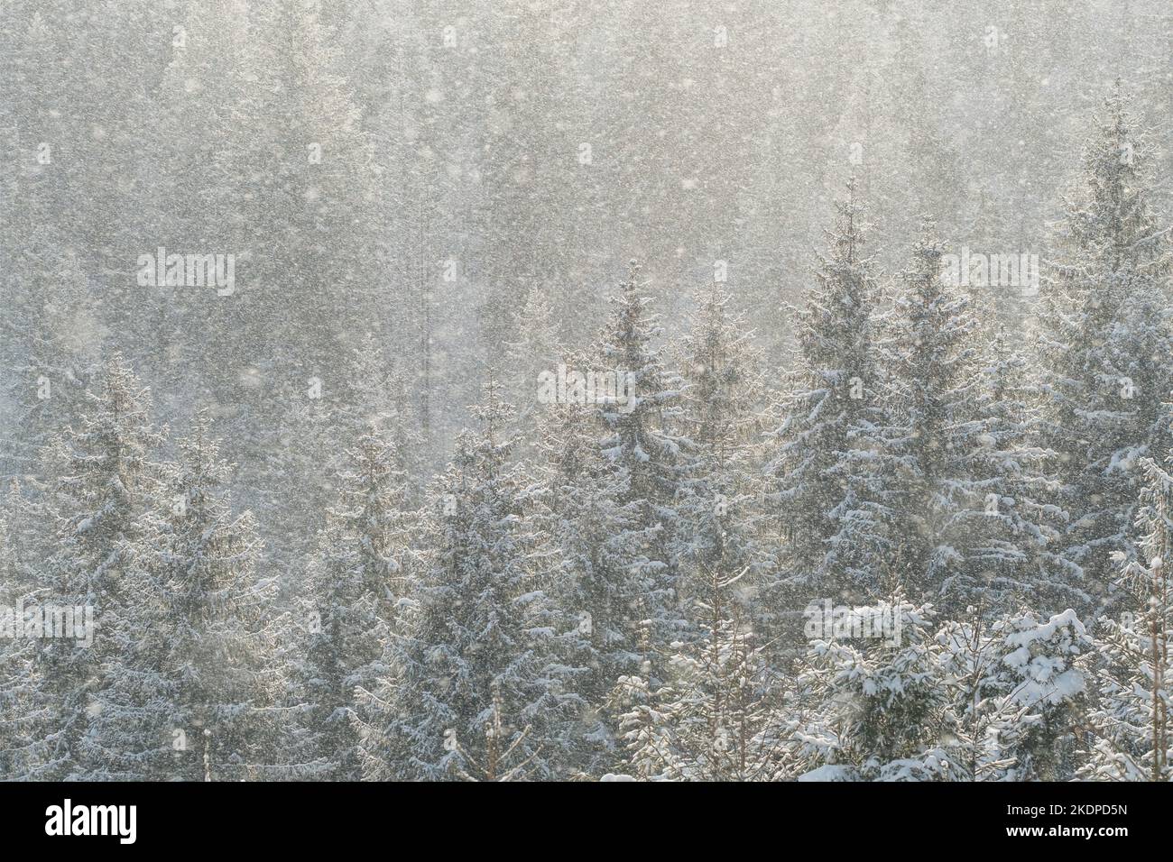 Beautiful winter scene with snow falling in fir-trees forest Stock Photo