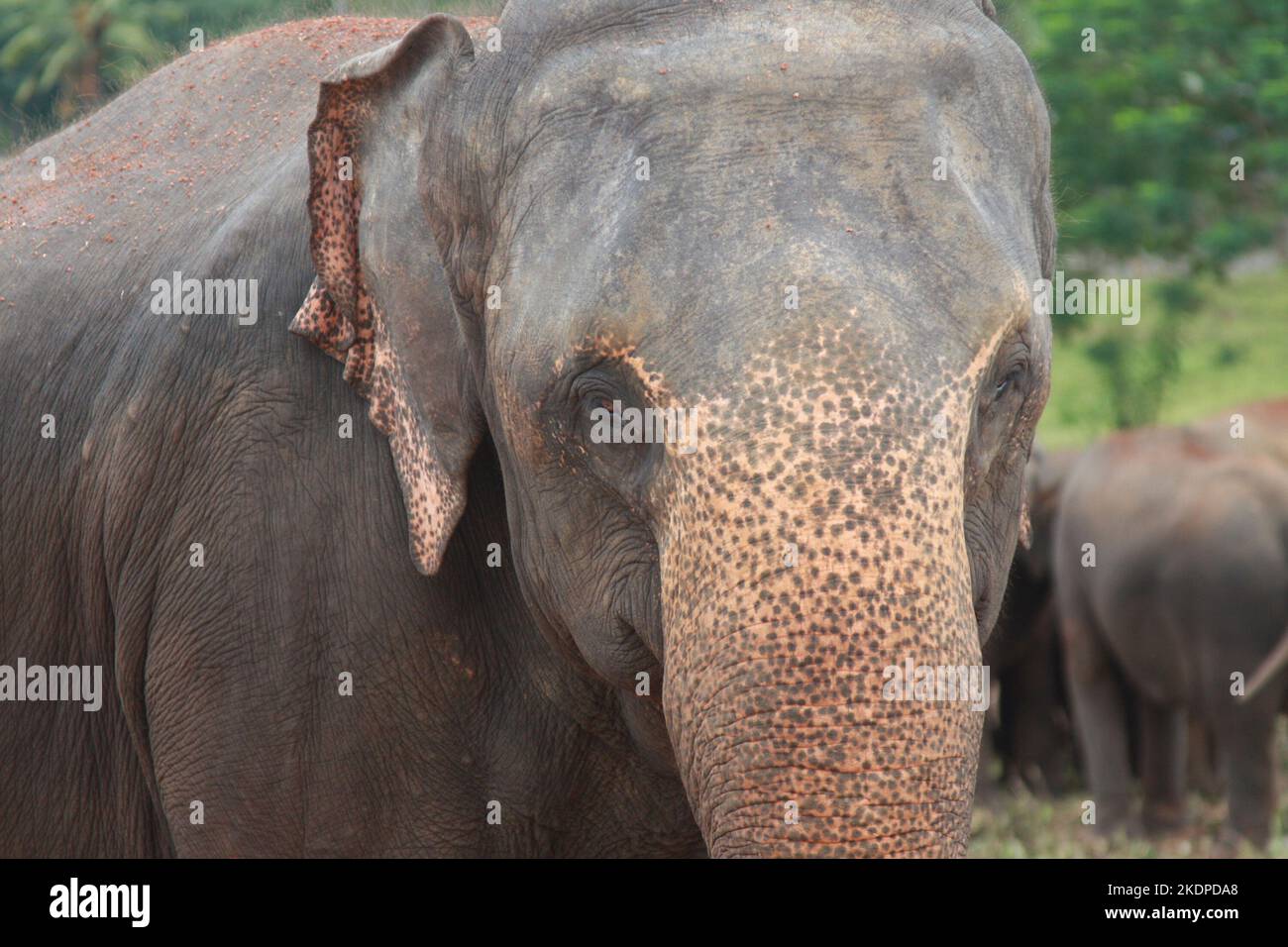 Close up and front view of the face of the Sri Lankan elephant in an