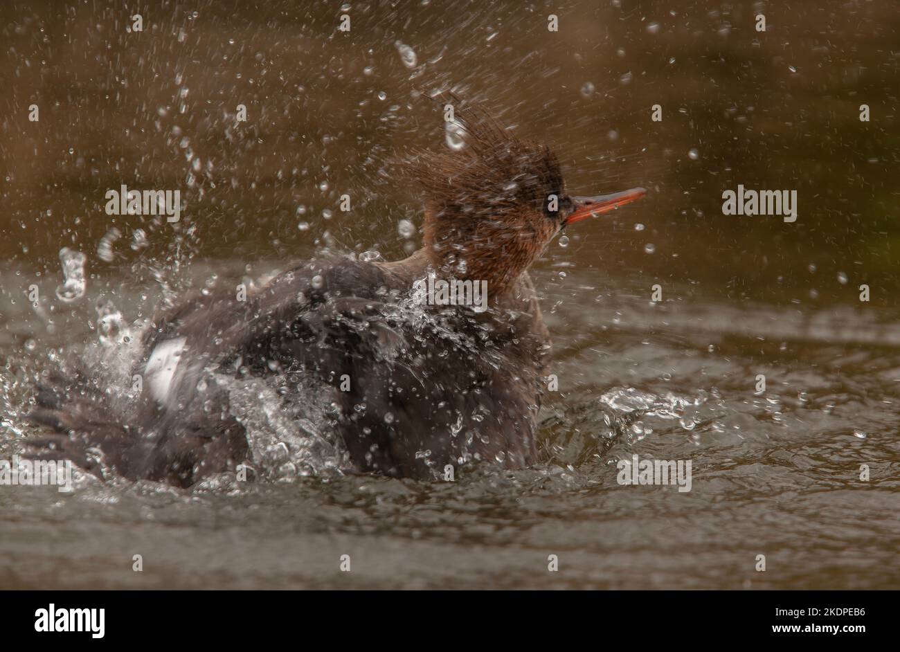 Adult male Red-breaster Merganser, Mergus serrator, preening and washing, in winter plumage. Stock Photo