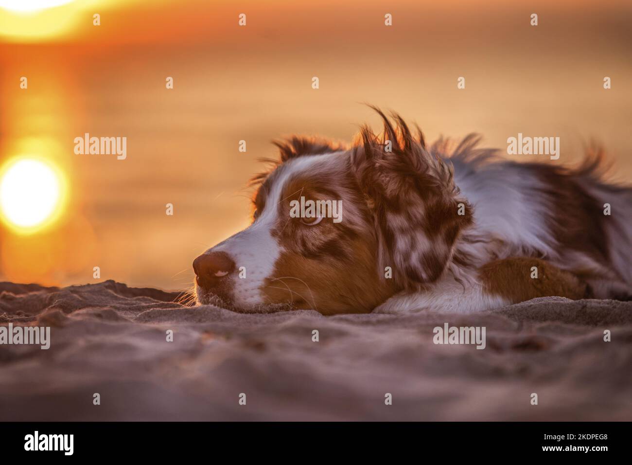 young Australian Shepherd Stock Photo