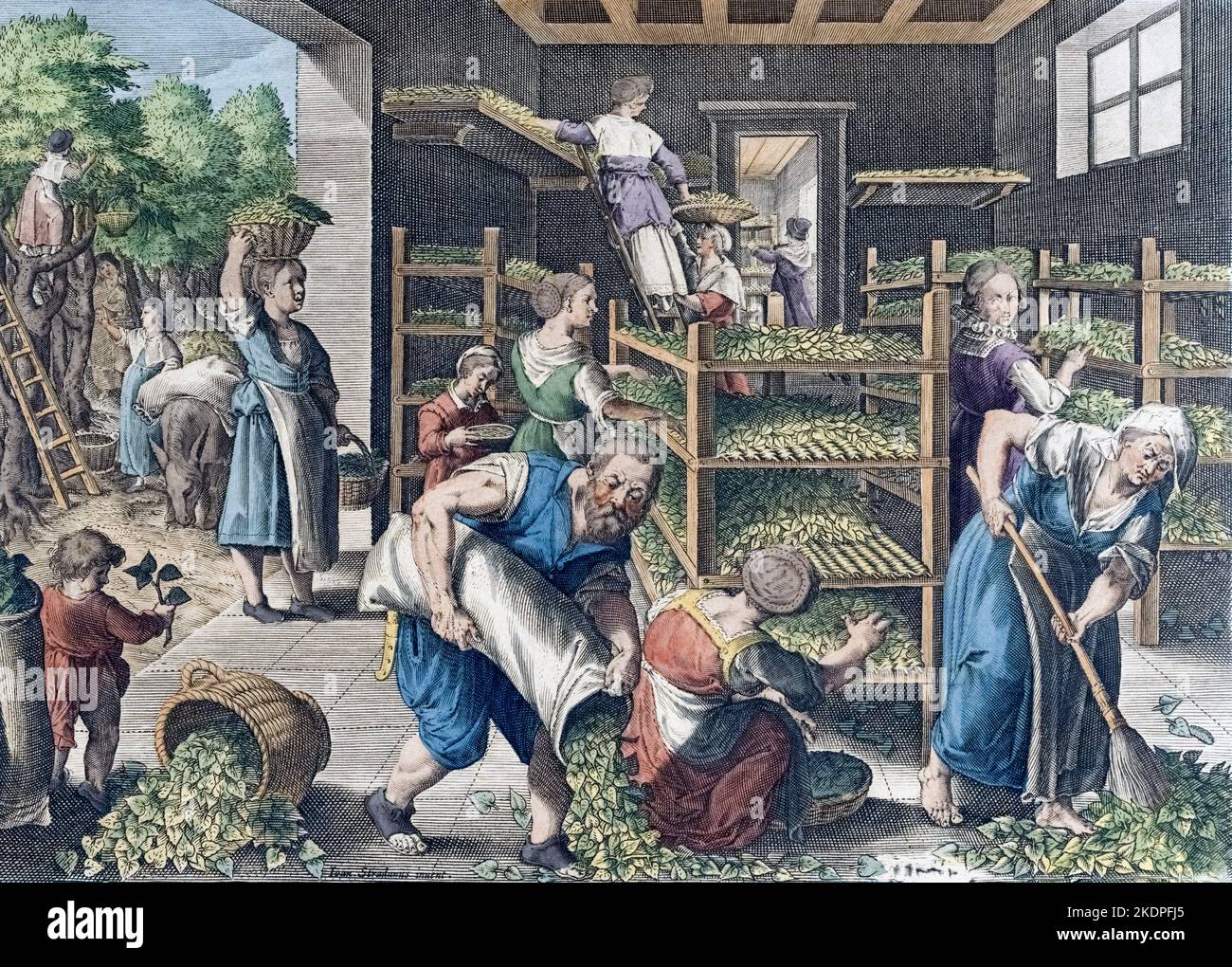 Silk production in Europe in the 16th century.  Gathering mulberry leaves and feeding the silkworms.  From Vermis Sericus, a series of engravings by Karel van Mallery after a work by Jan van der Straet, known as Stradanus. Stock Photo