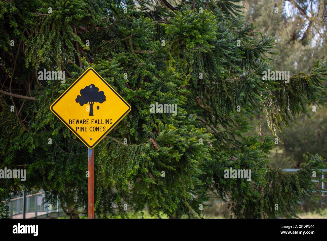 A sign saying Beware Falling Pine Cones beside a Bunya Pine (Araucaria bidwillii) tree in Murrurundi, New South Wales, Australia Stock Photo