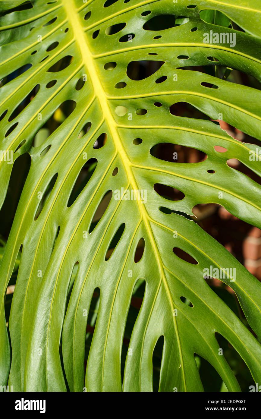 Monstera leaf palm. Pattern of a green leaf of a tropical monstera plant for interior decor. Jungle, botany, vegetation concept. High quality photo Stock Photo