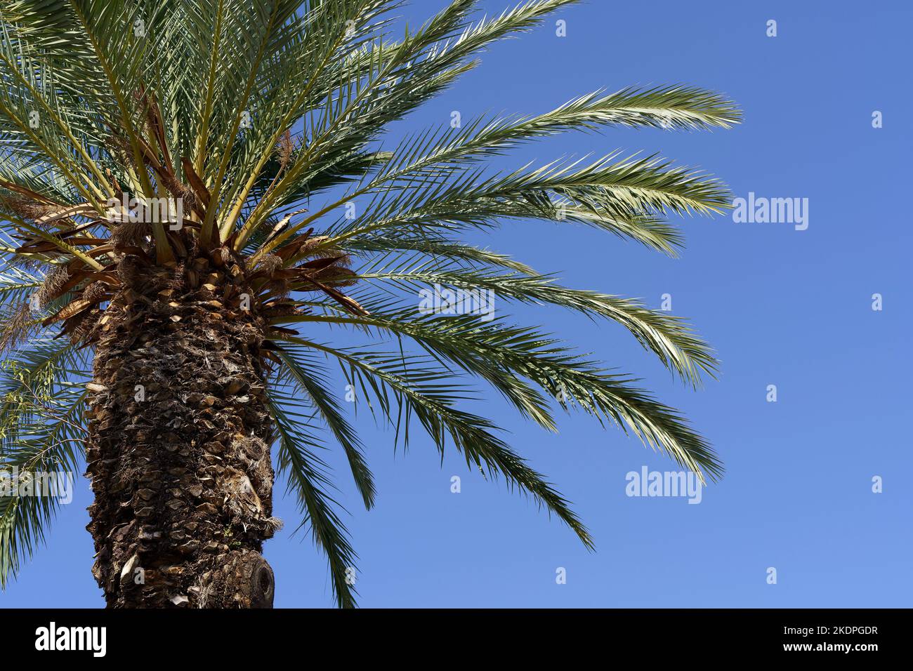 Tropical palm tree with green palm branches against a clear blue sky. Summer, vacation, relaxation, sun concept. High quality photo Stock Photo