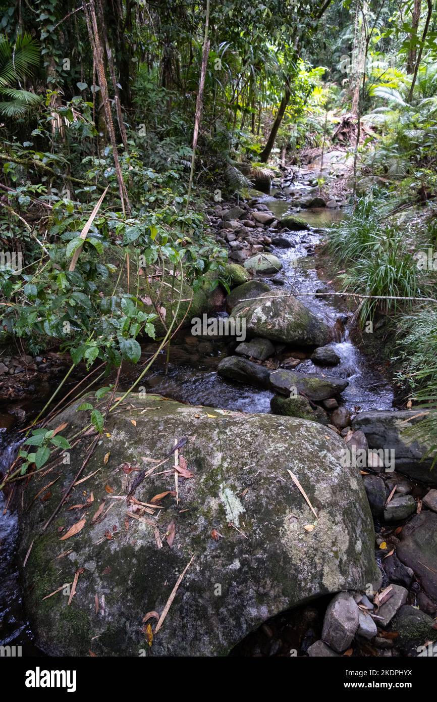 Mossman River in the Mossman Gorge, Daintree National Park in Queensland, Australia Stock Photo