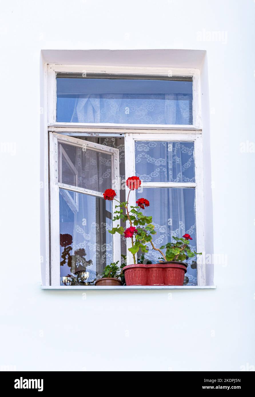 Decorative geranium flowers in a pot on the windowsill of the appartment house Stock Photo
