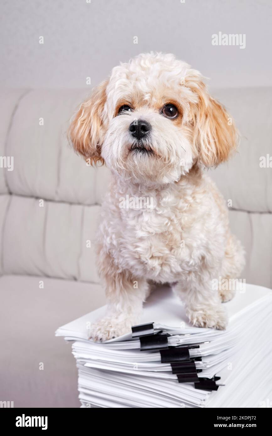 Maltipoo Puppy sits on a stack of office papers fastened with black binders Stock Photo
