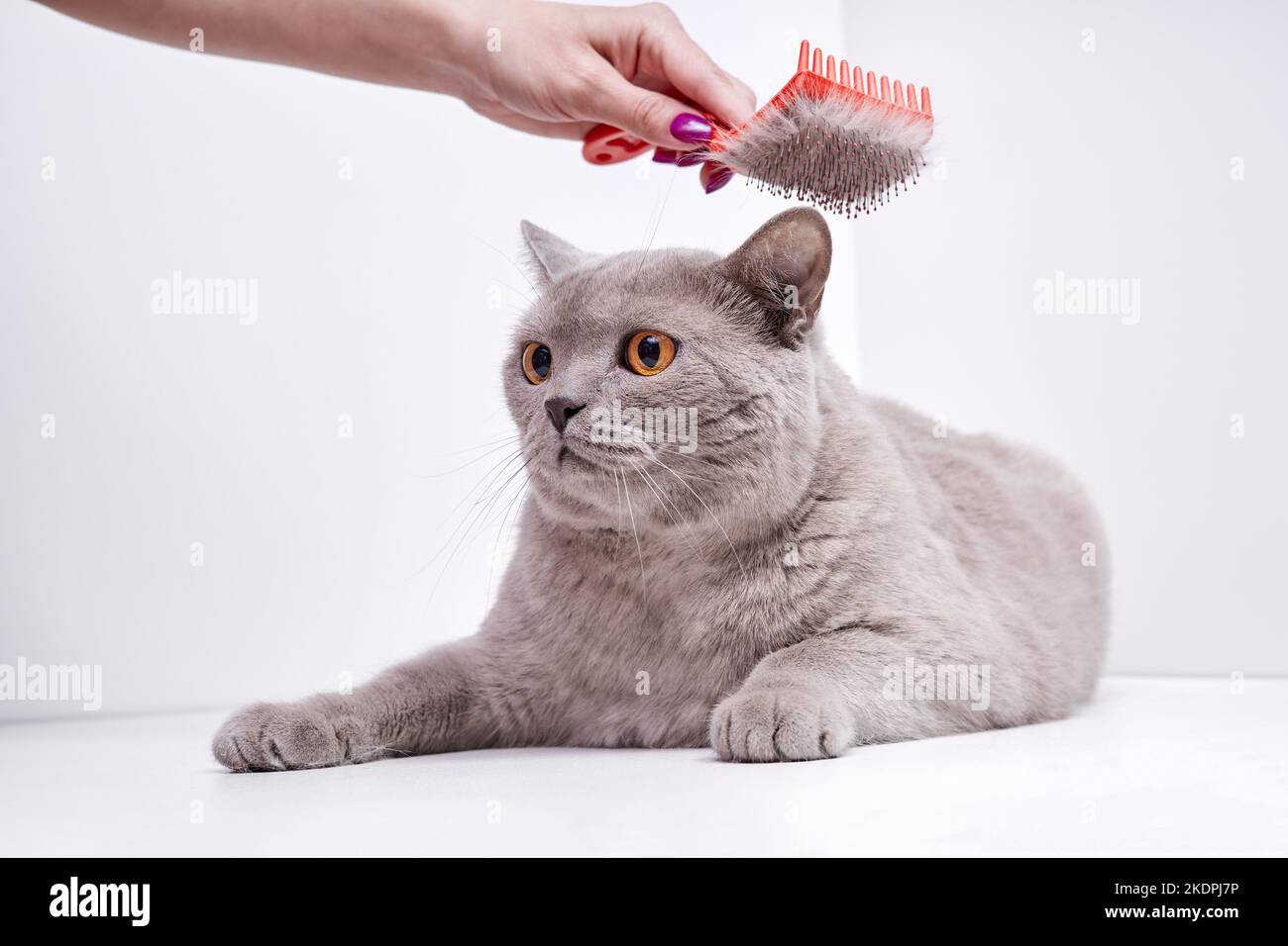 The girl combs the hair of a british shorthair cat Stock Photo Alamy