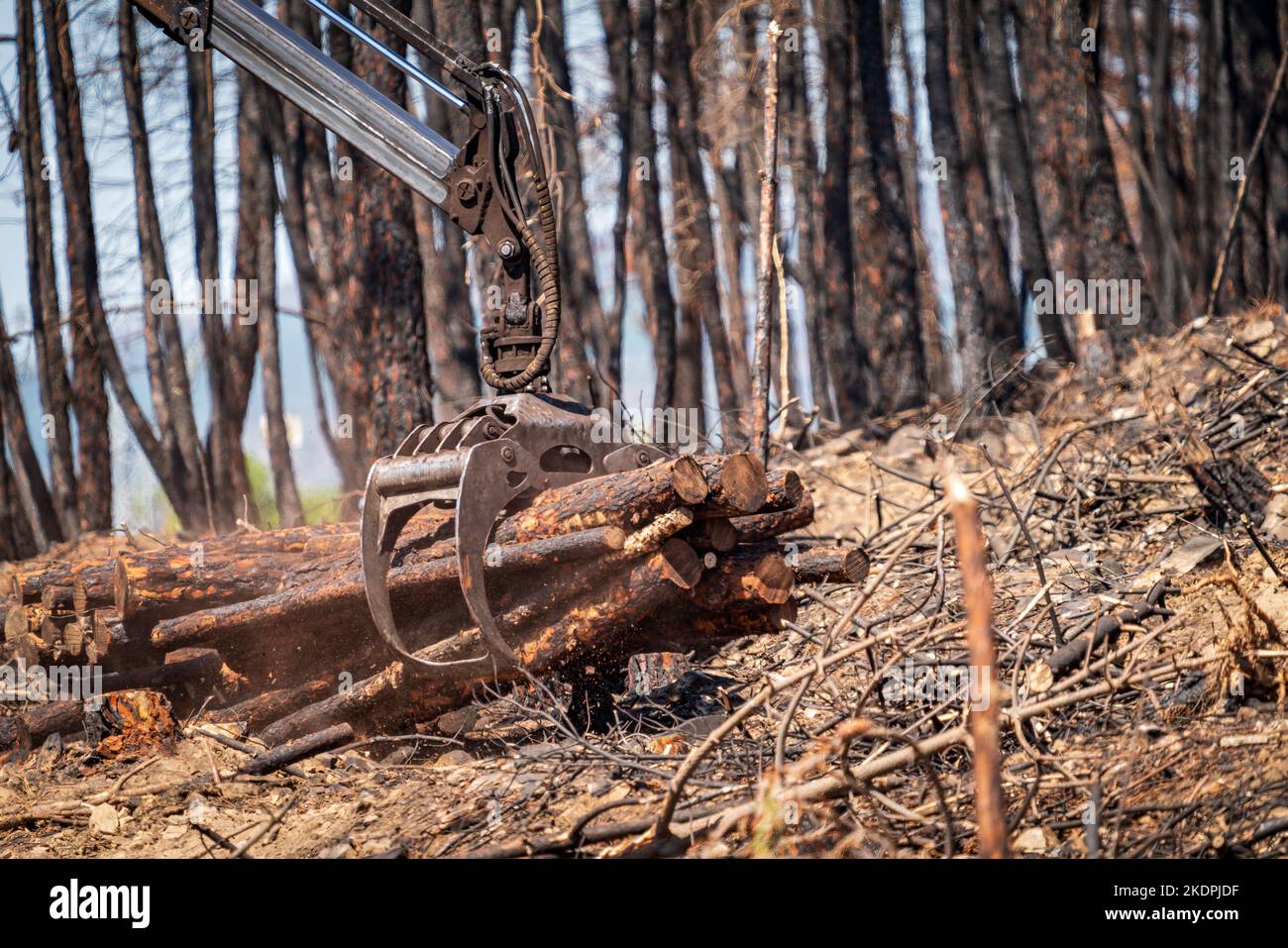 Burnt forest with machine arm loading trunks Stock Photo
