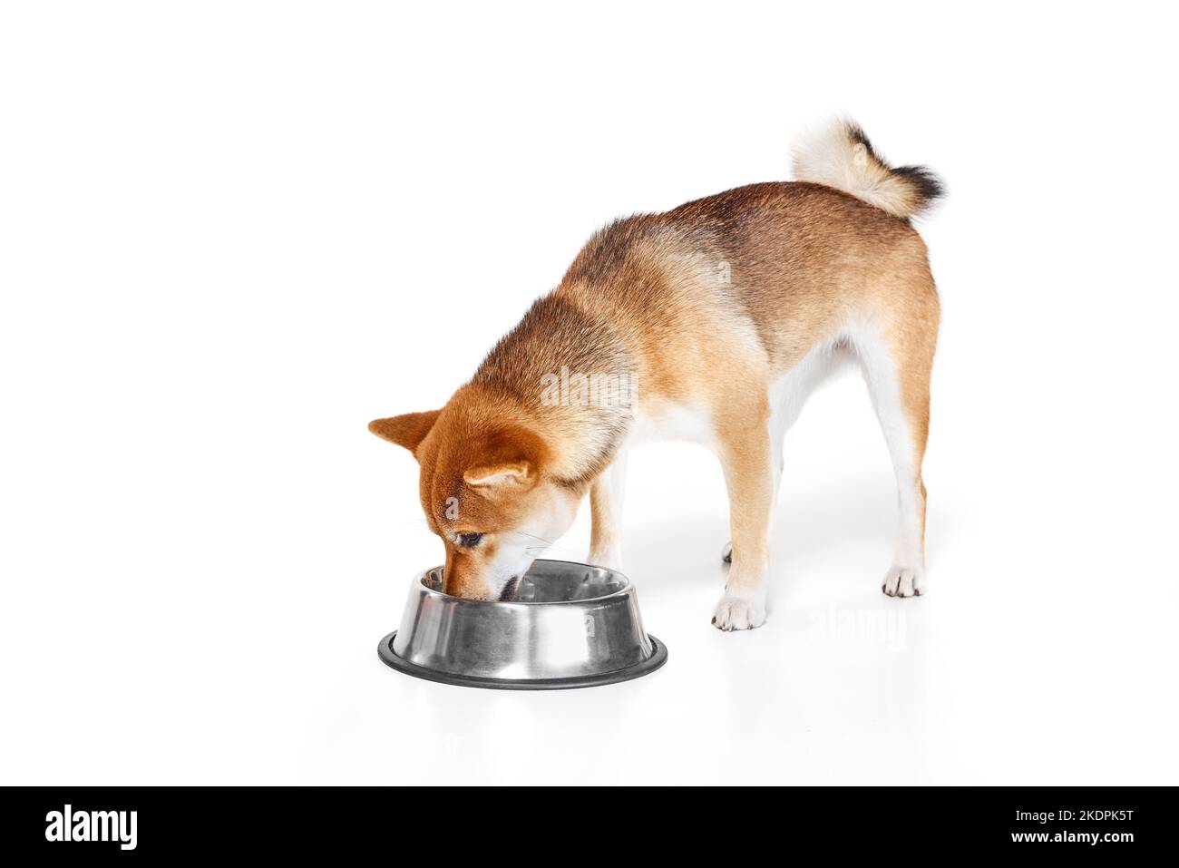 One purebred dog Shiba Inu eating from bowl isolated over white background. Animal, pets, care, beauty and ad concept. Pet looks calm, active and Stock Photo