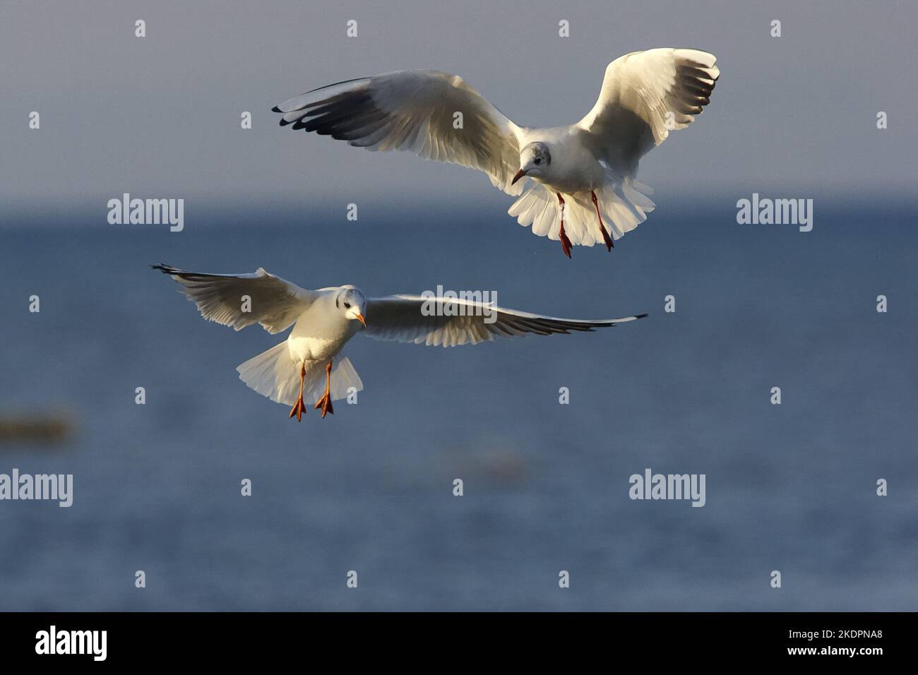 flying Black-headed Gulls Stock Photo