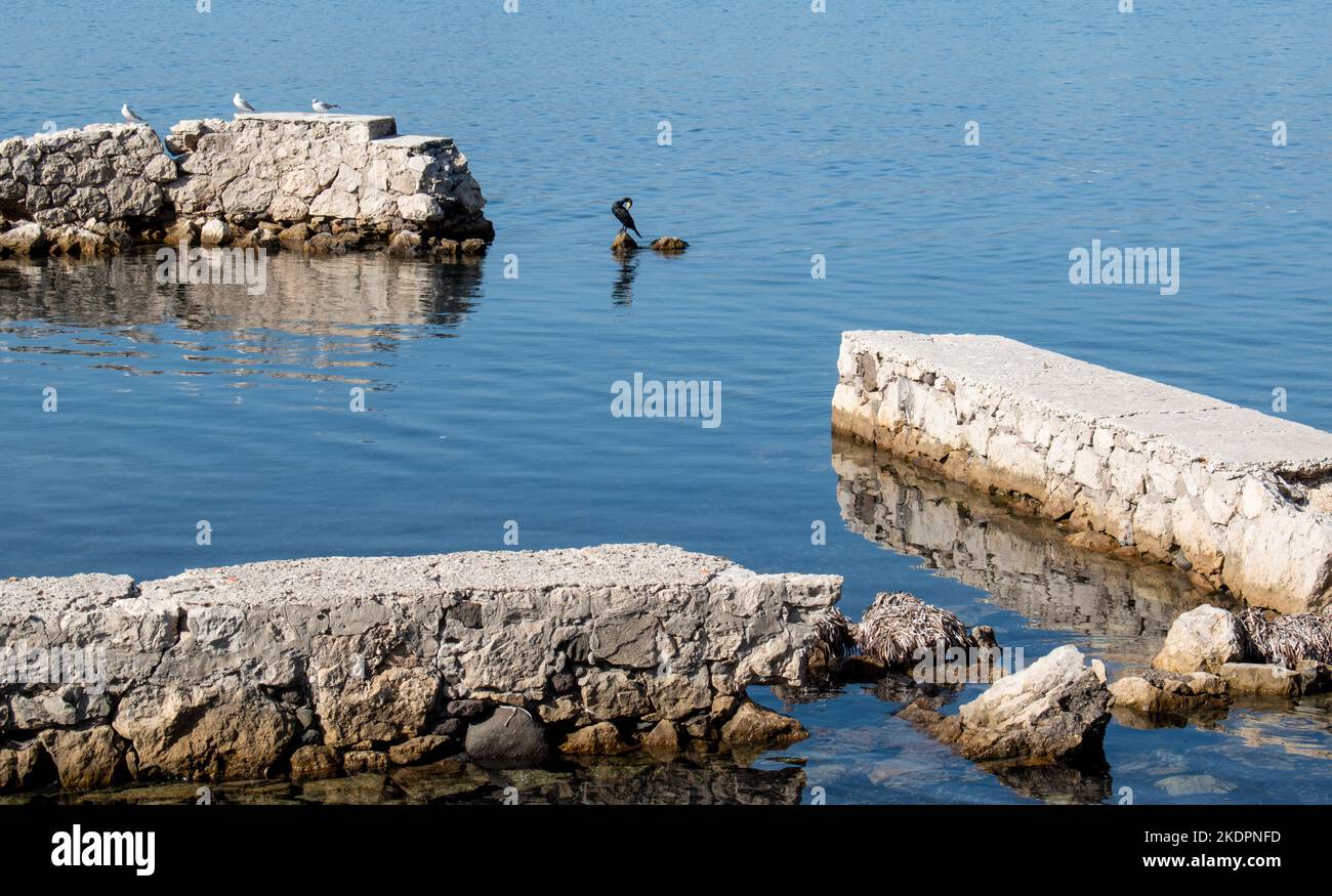 Marine birds in the mediterranean sea (Antibes, Côte-d'Azur, France) Stock Photo