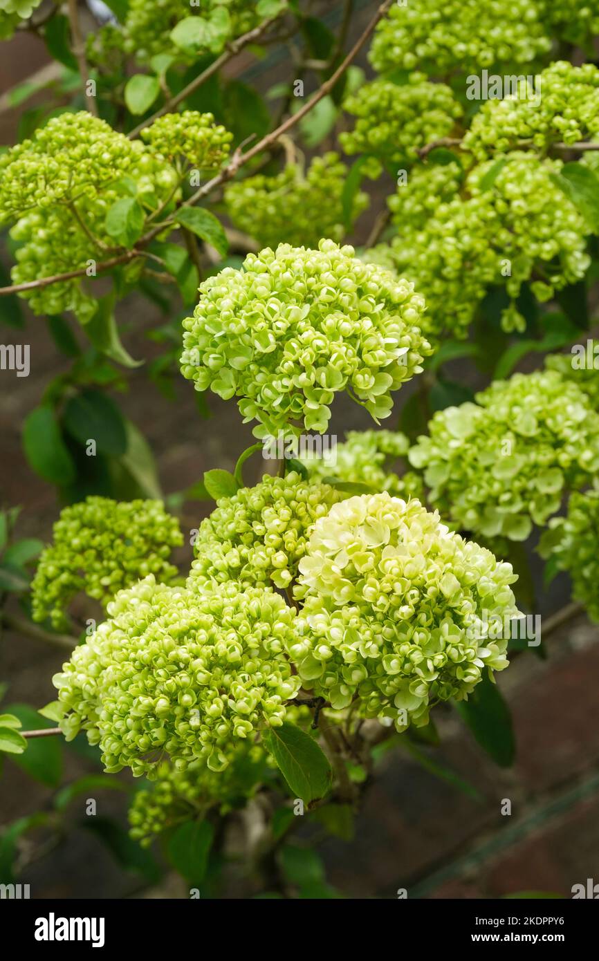 Viburnum macrocephalum 'Sterile' Chinese snowball 'Sterile', snowball