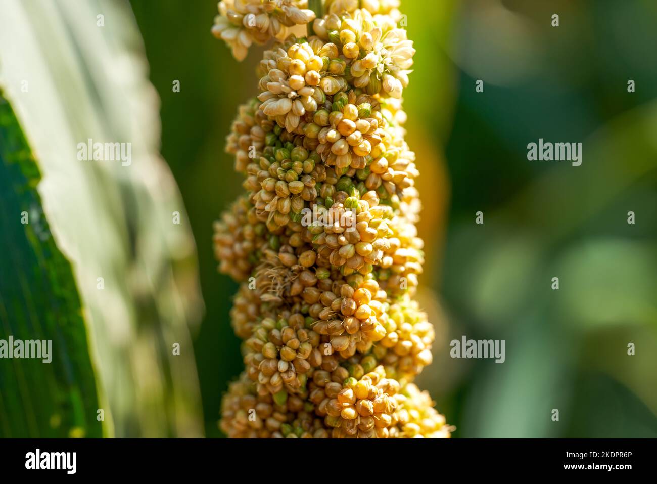 Closeup of ears of yellow millet growing in the farm Stock Photo Alamy