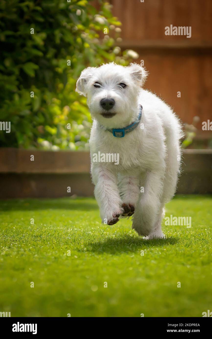 Jackapoo hi-res stock photography and images - Alamy