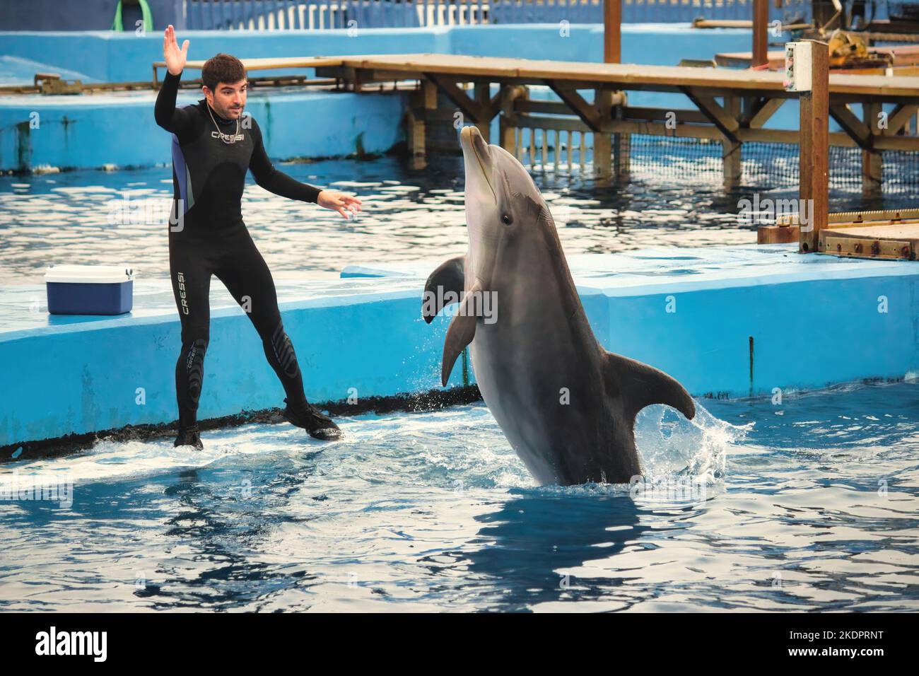 Valencia, Spain - Sept 13 2022: A trainer with dolphin jumping out of the water at the Oceanografic oceanarium aquarium Stock Photo