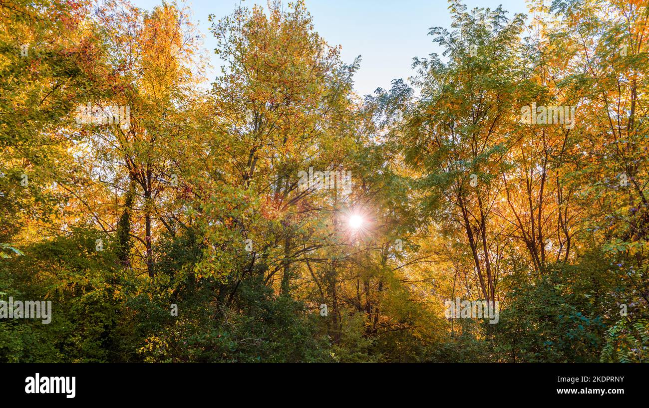 Sunlight france forest hi-res stock photography and images - Alamy