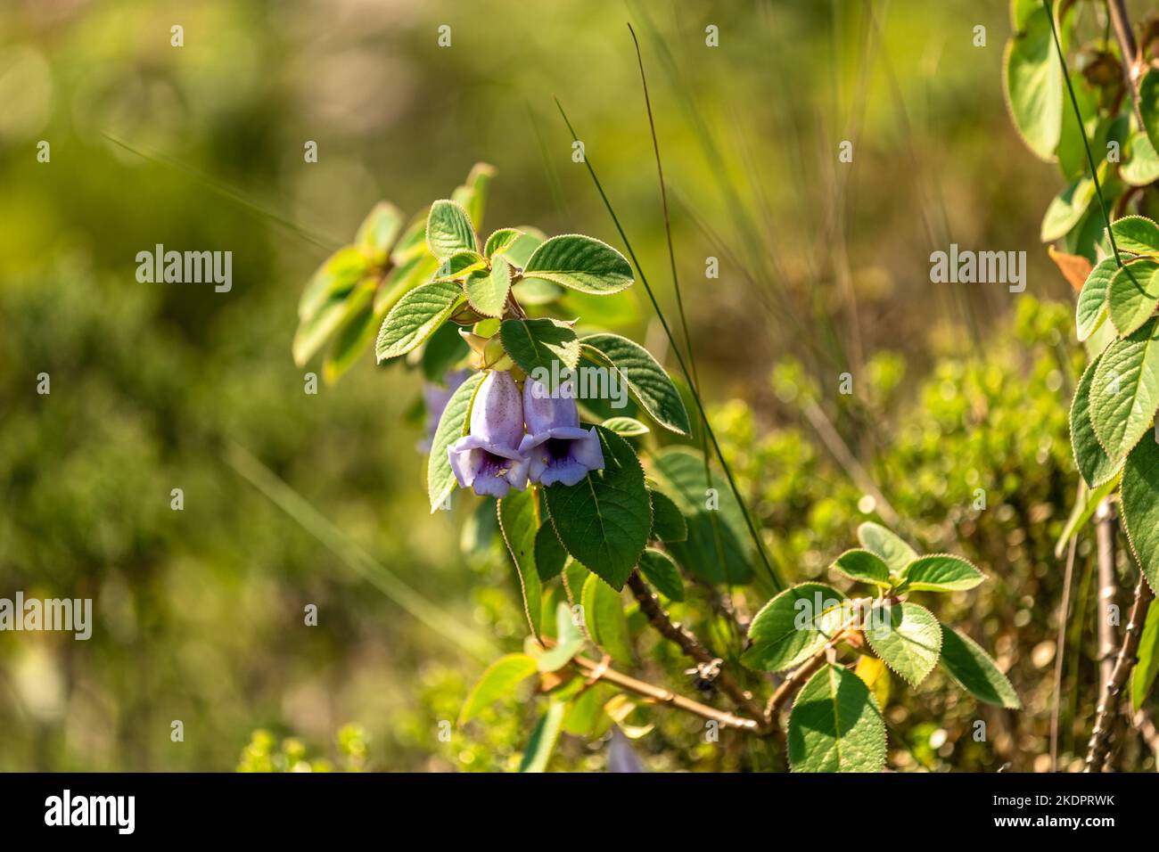acnistus australis blue angel shaped flower in green forest Stock Photo