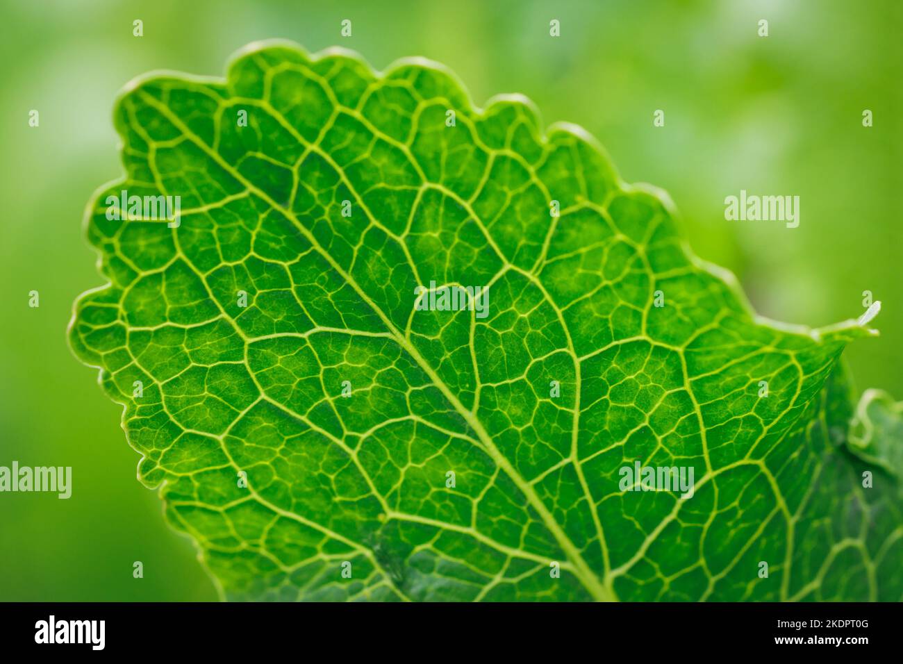 Details of leaf of horseradish plant in the garden Stock Photo