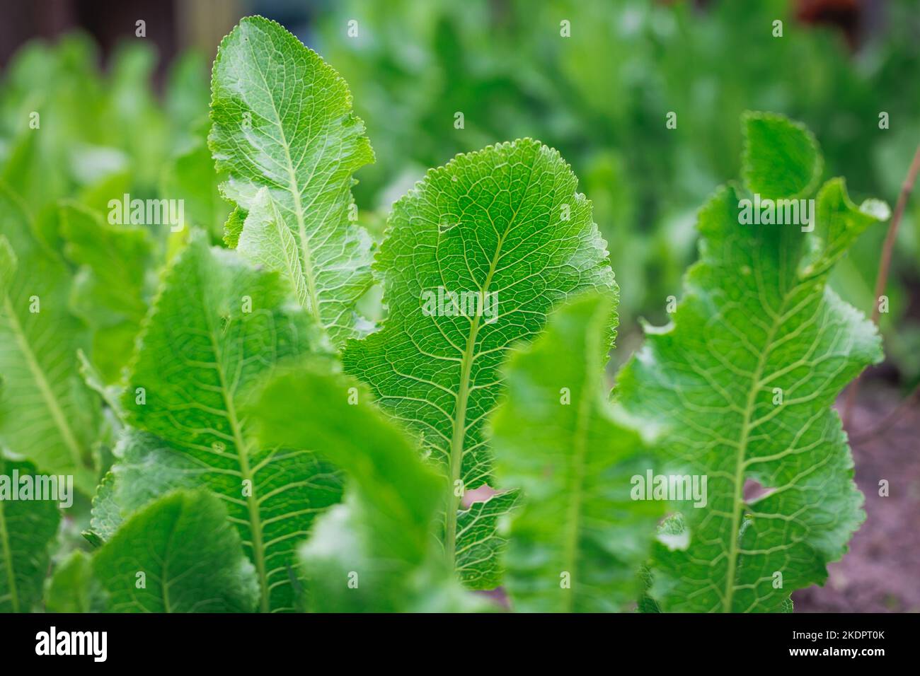 Details of leafs of horseradish plant in the garden Stock Photo