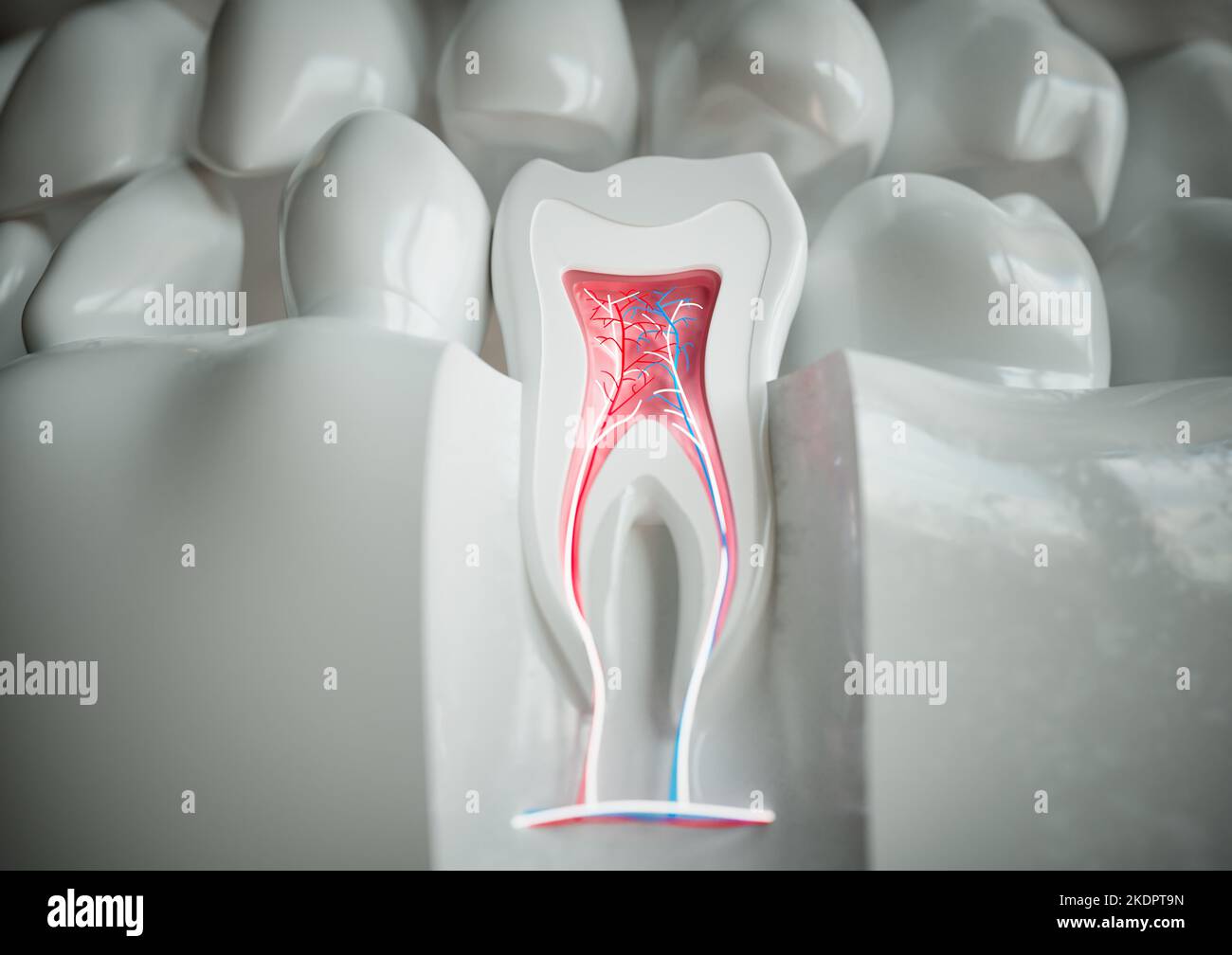 anatomy of a tooth with complete dentition on a white background - 3D Rendering Stock Photo