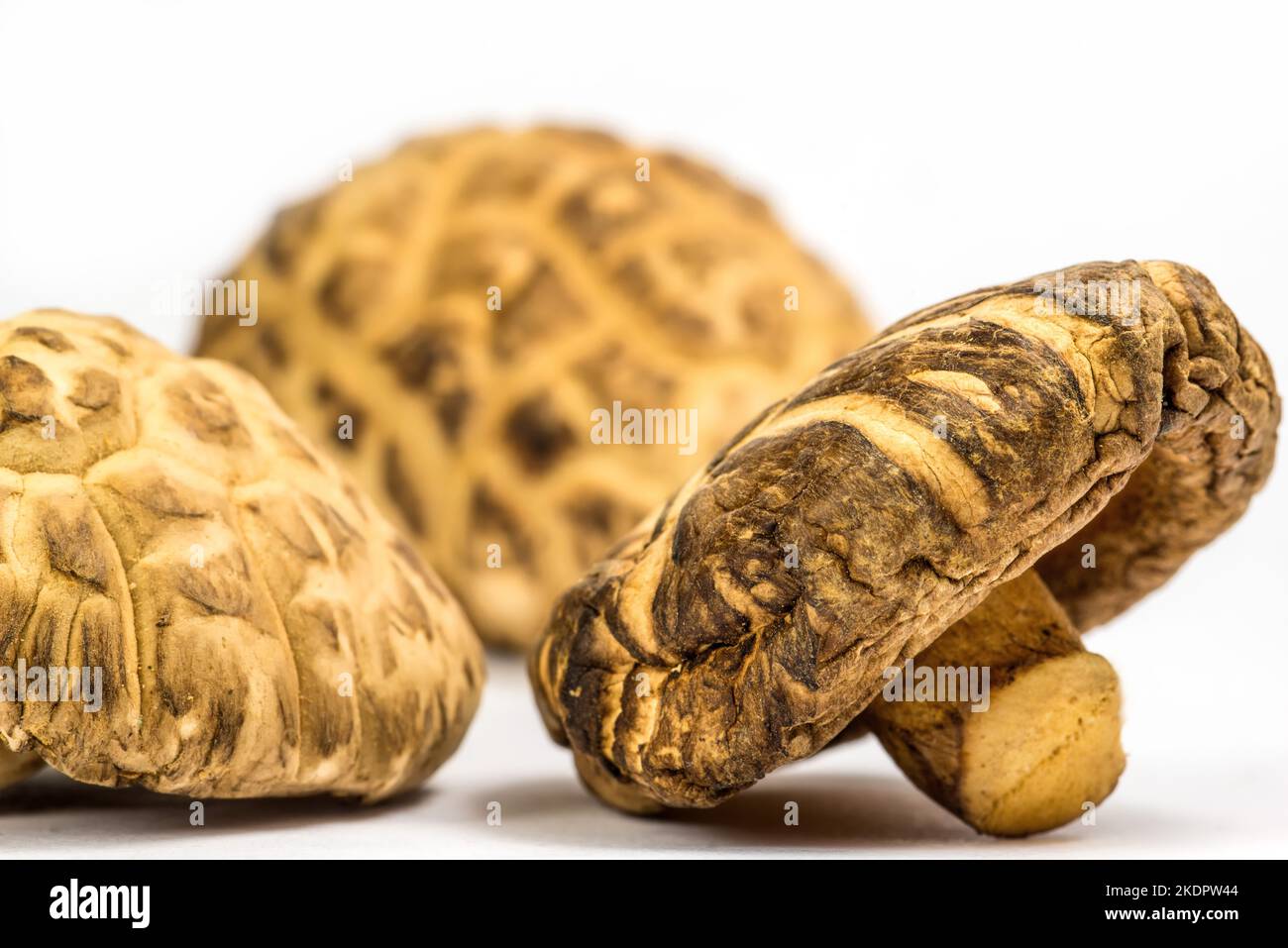 Shiitake Mushroom, Food And Medicinal Mushroom Stock Photo Alamy