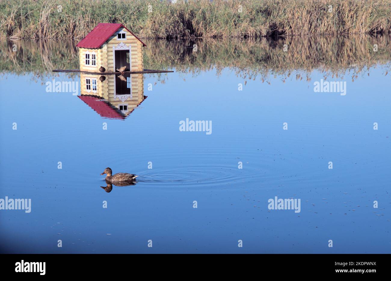 Beautiful natural landscape blue lake green thickets duck swims near ducks house background Stock Photo
