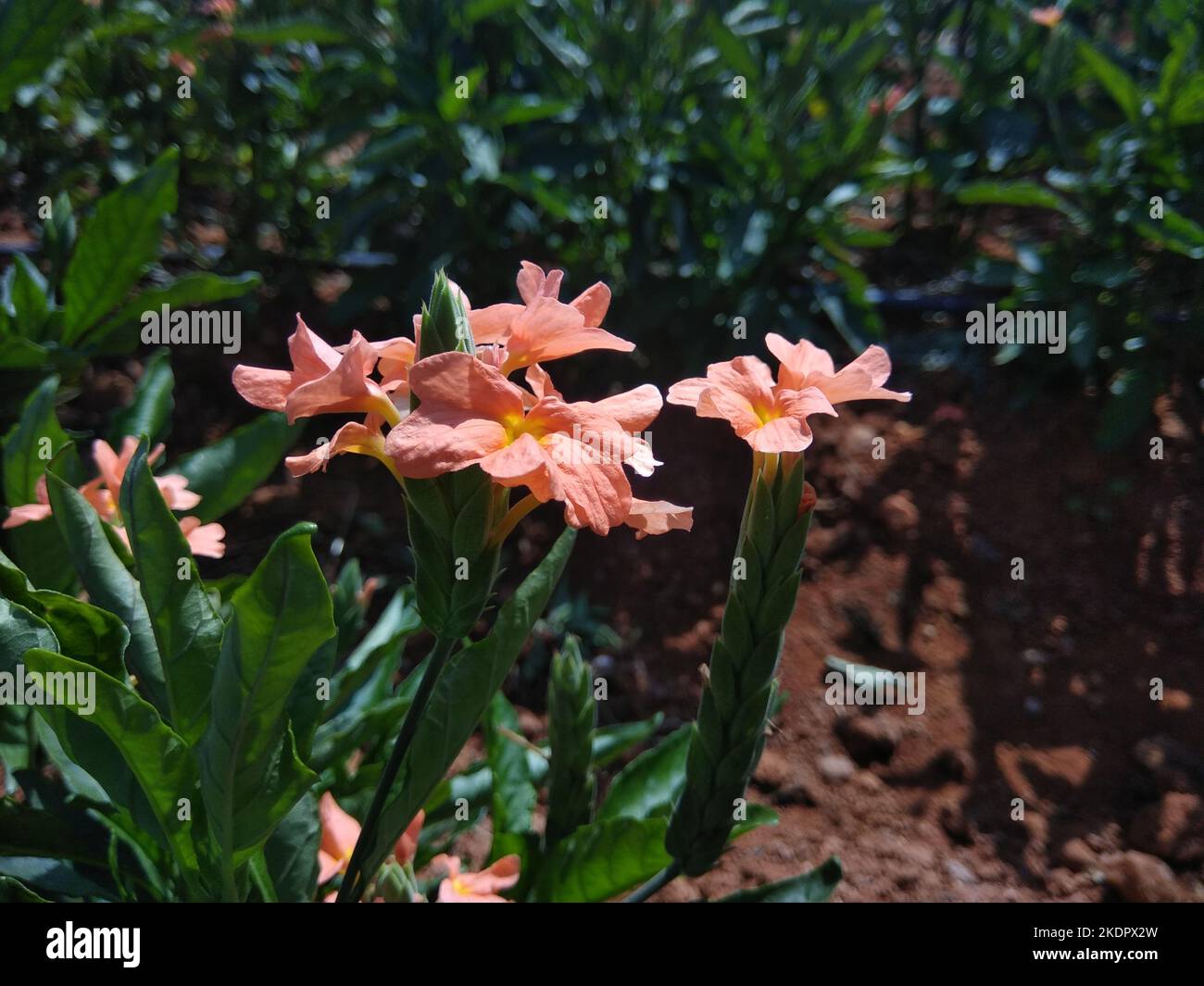 Orange crossandra flower, also known as firecracker flower, native to india and sri lanka decorative flower on a light green background Stock Photo