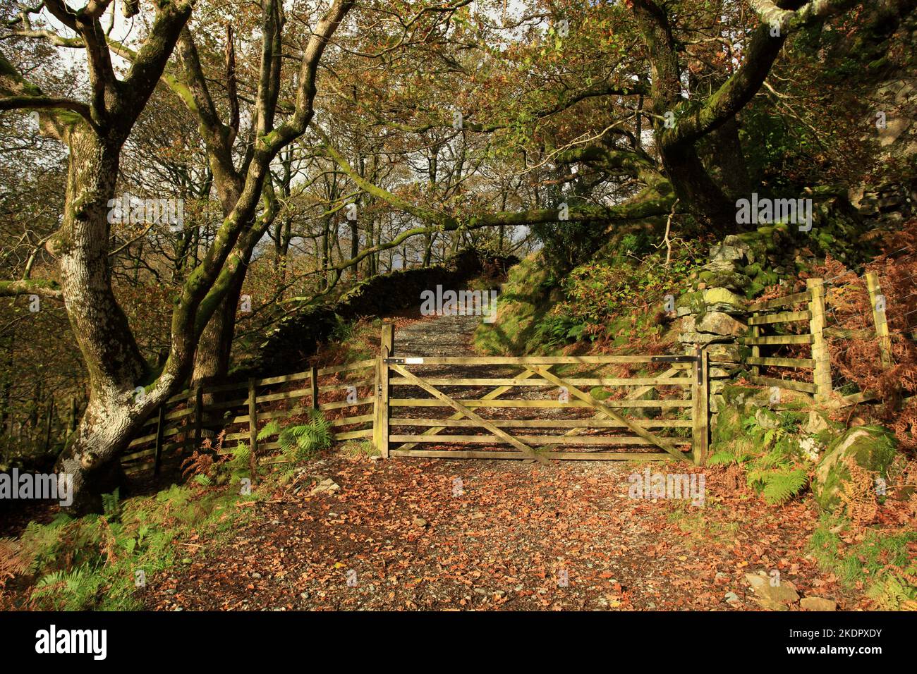 A Lake District path near Coniston in Autumn. Stock Photo
