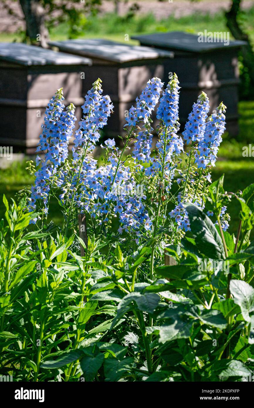 Delphinium flowers blue in color in a flower bed in the garden. Stock Photo