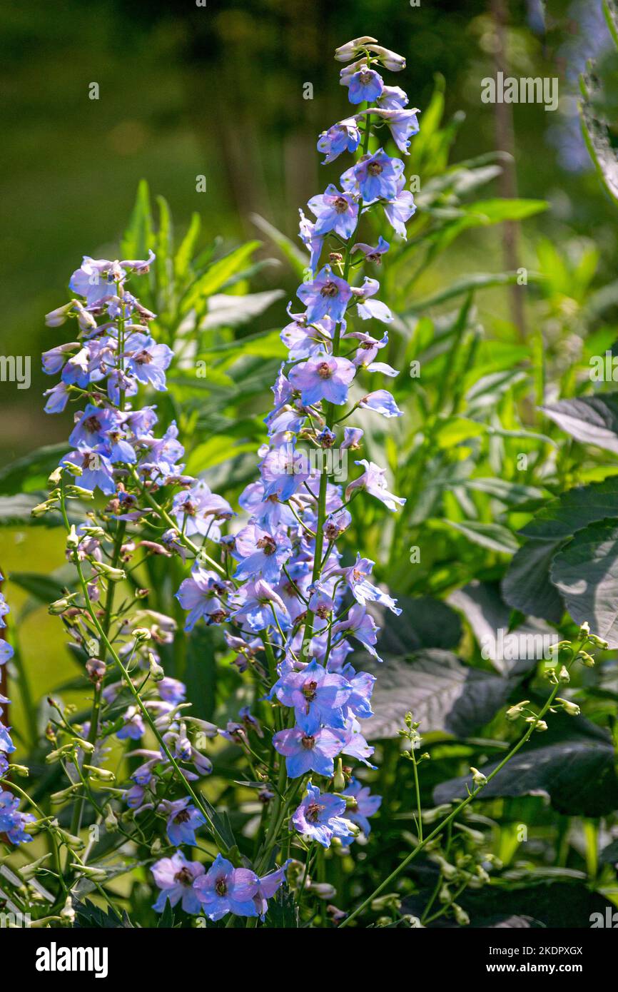Delphinium flowers blue in color in a flower bed in the garden. Stock Photo