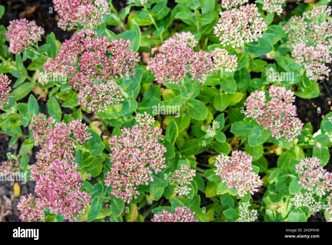 Sedum flowers with ornamental grassin in garden Stock Photo