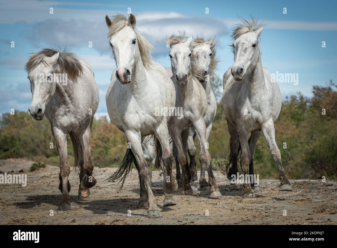 27/04/2019 : White horses are walking in the sand all over the landskape  of Camargue, south of France Stock Photo