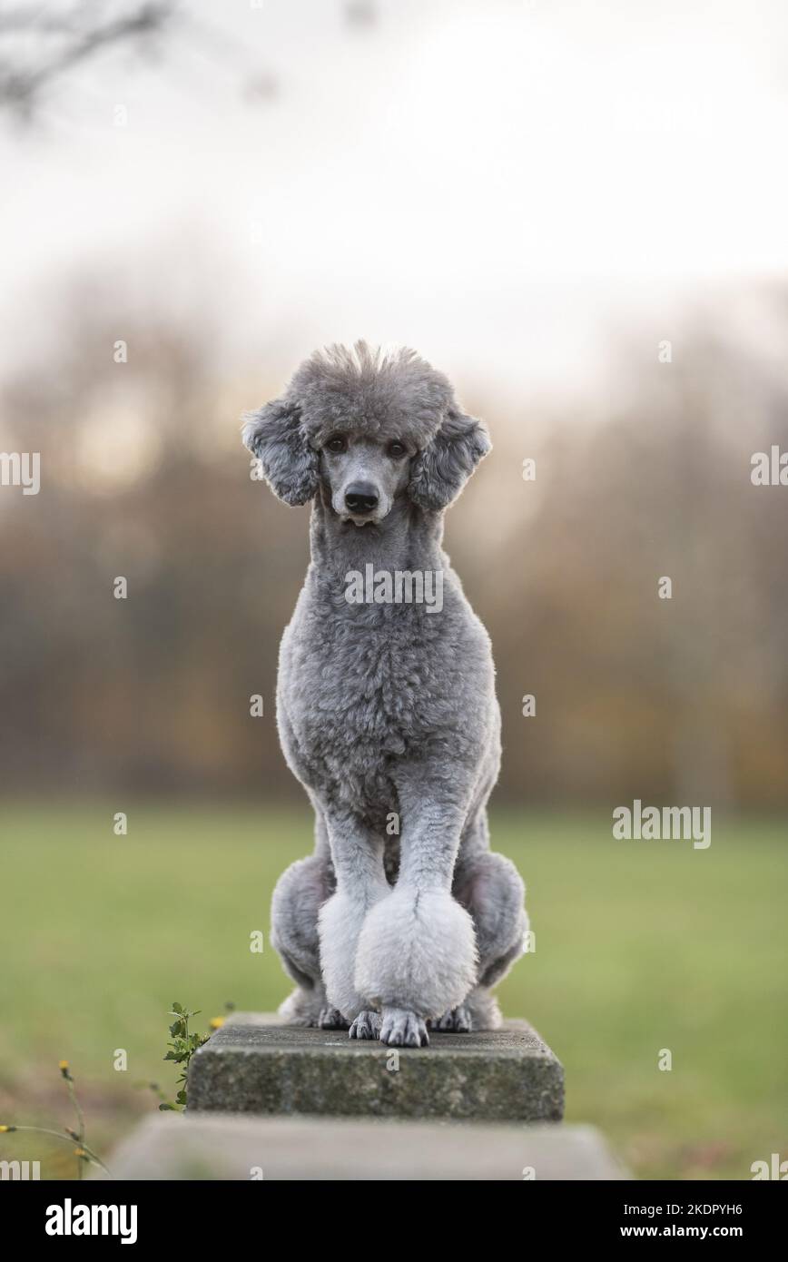 sitting Royal Standard Poodle Stock Photo Alamy