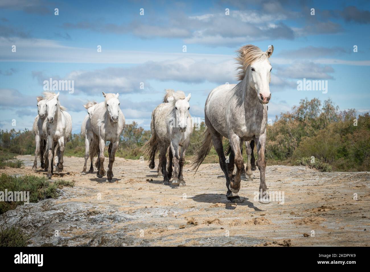 Herd of white horses are taking time on the beach. Image taken in Camargue, France. Stock Photo