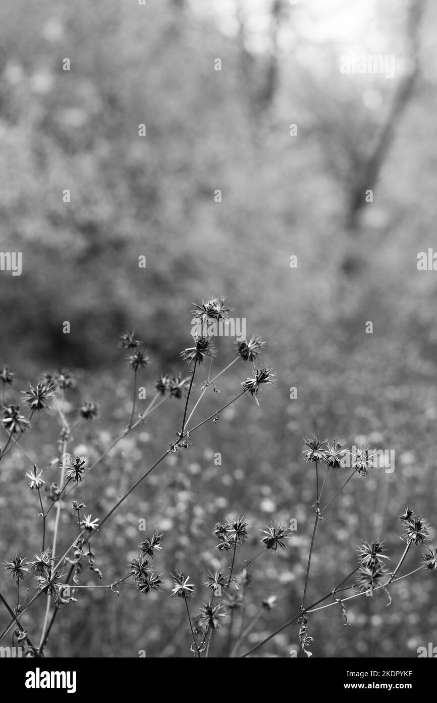 Gray wildflowers Black and White Stock Photos & Images - Alamy