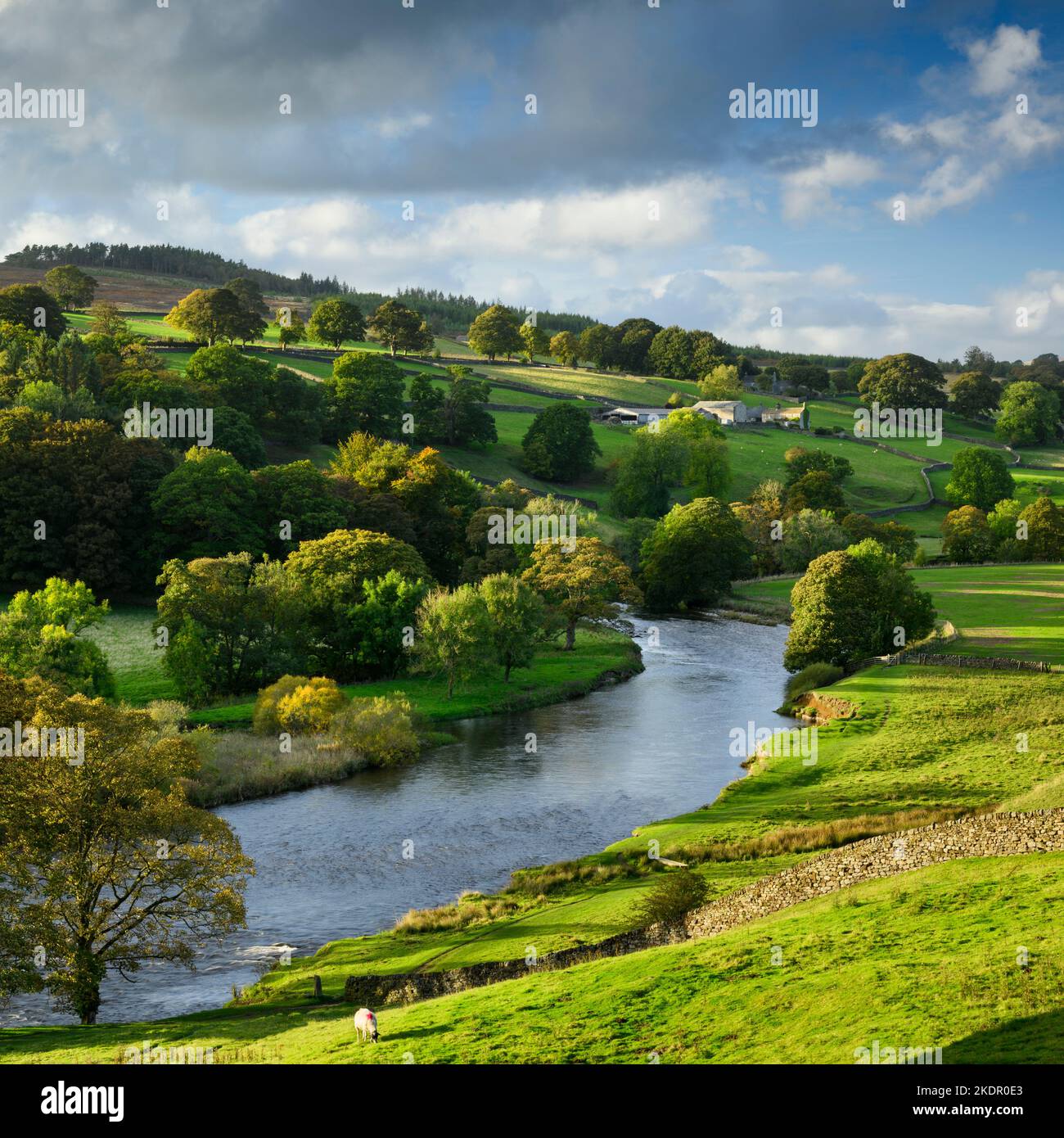 Scenic rural valley landscape (water of River Wharfe, farm buildings, riverside trees, stone wall, autumn evening sun) - Yorkshire Dales, England, UK. Stock Photo