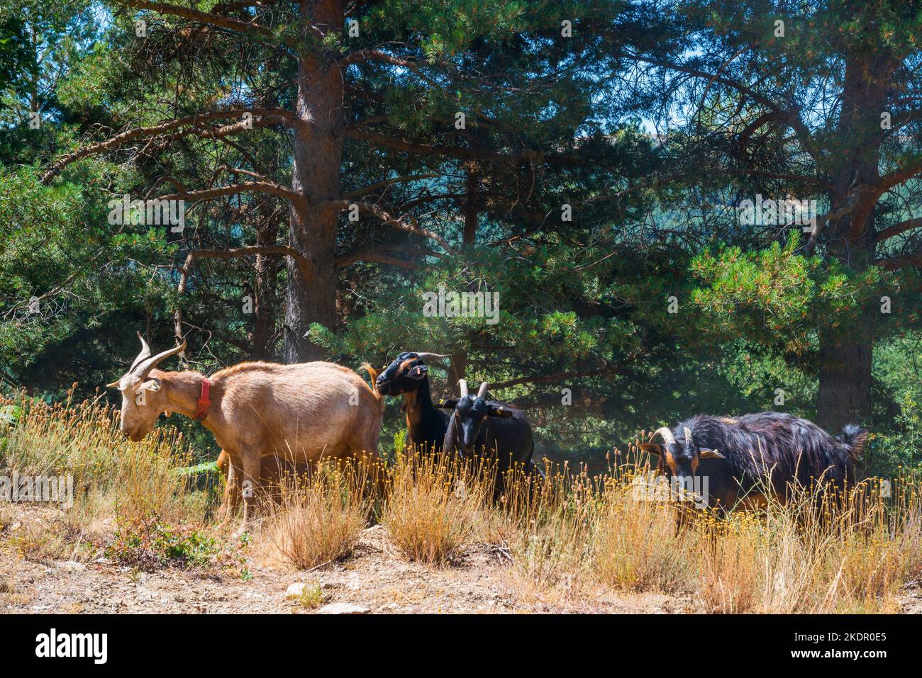 Goats in the forest. Stock Photo