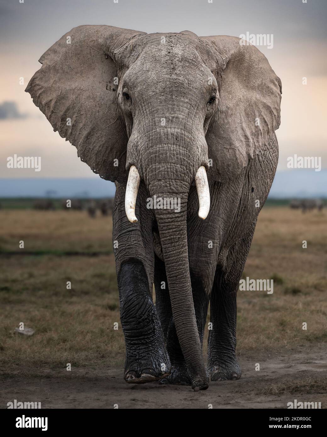 The elephant preparing to enter the fight. Kenya: THESE INCREDIBLE images show two elephants locked together in battle by twisting their trunks around Stock Photo