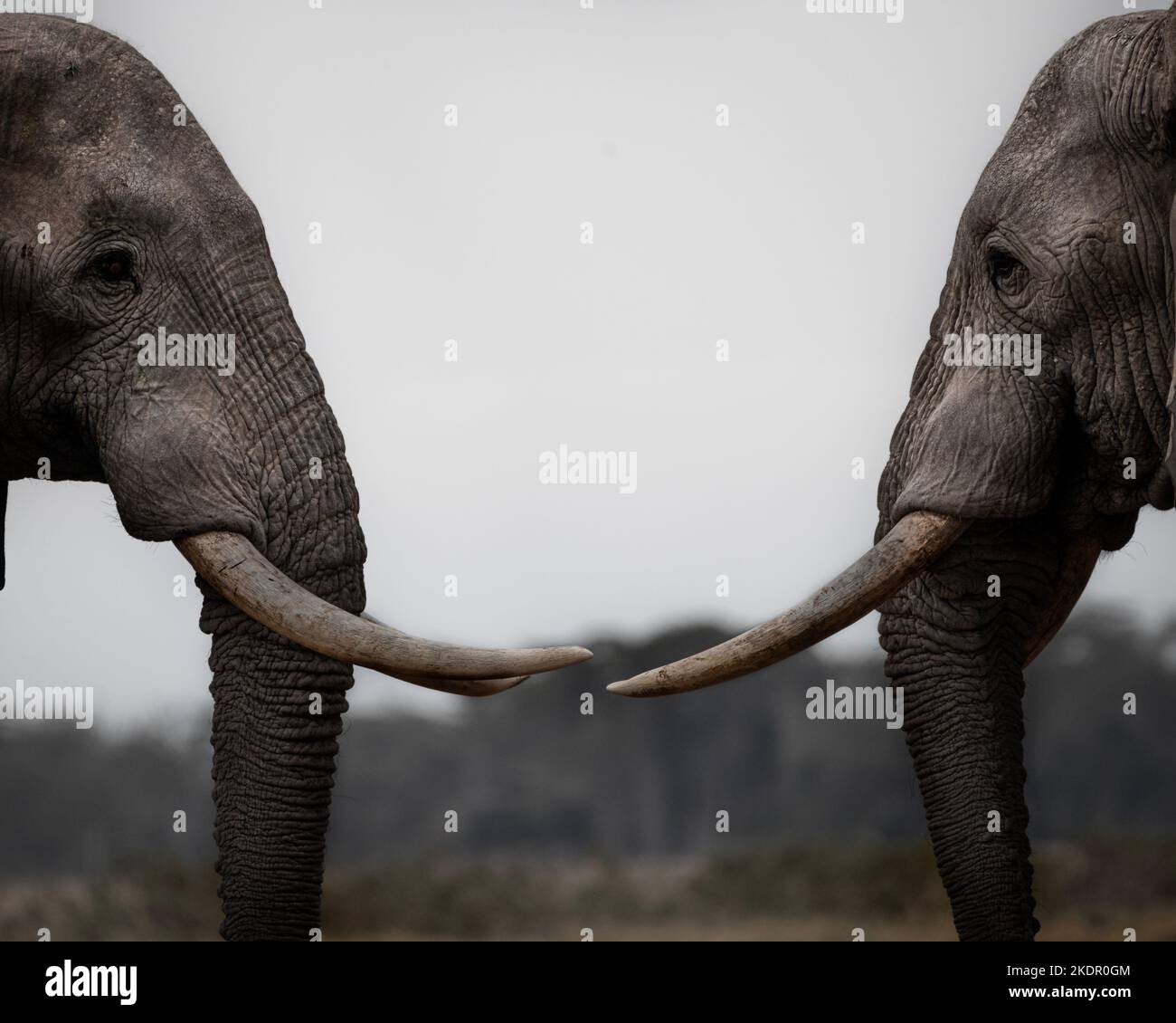 The two elephants facing off. Kenya: THESE INCREDIBLE images show two elephants locked together in battle by twisting their trunks around one another Stock Photo