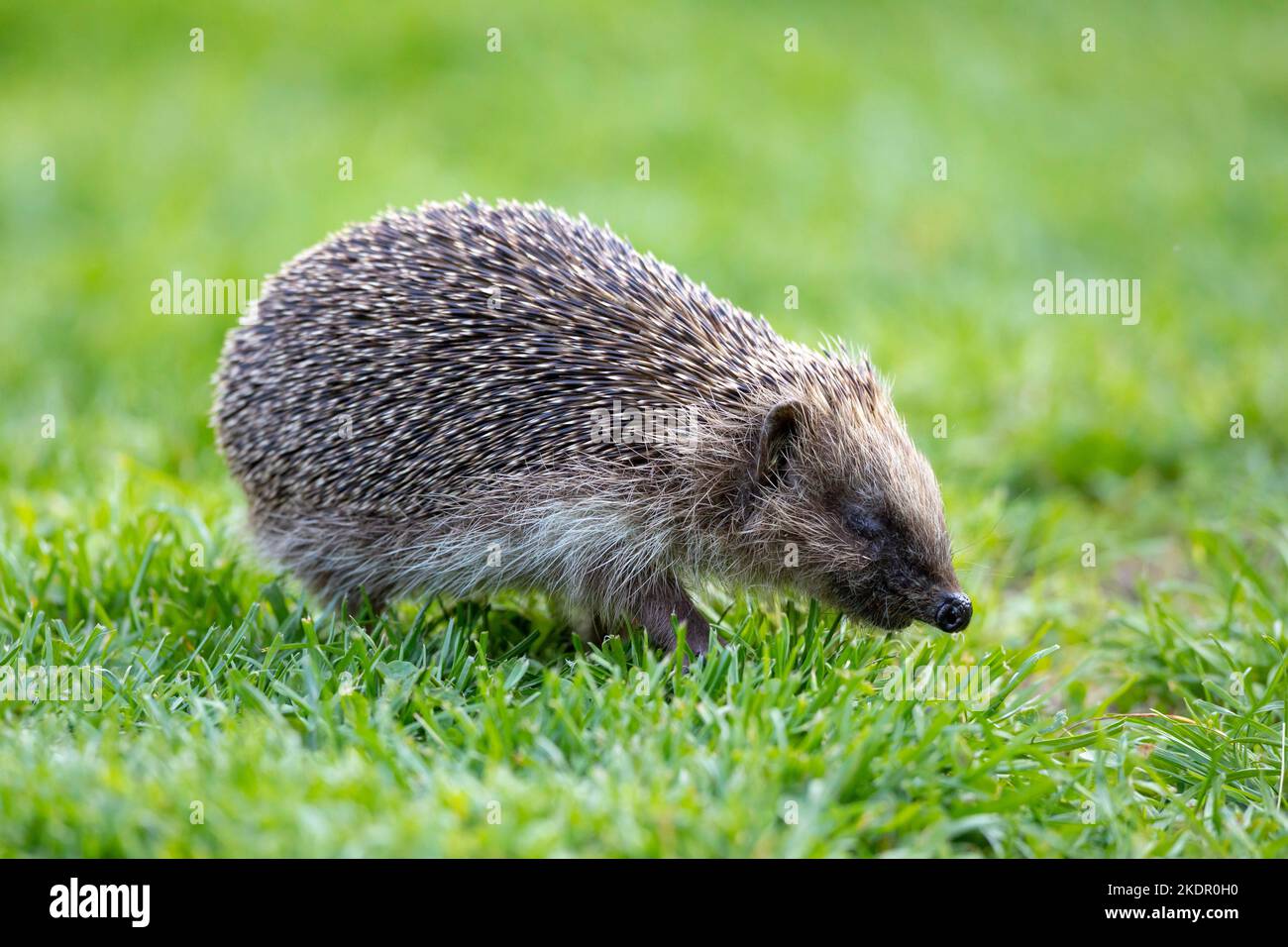 European Hedgehog (Erinaceus europaeus) walking on a garden lawn in Sussex, UK Stock Photo