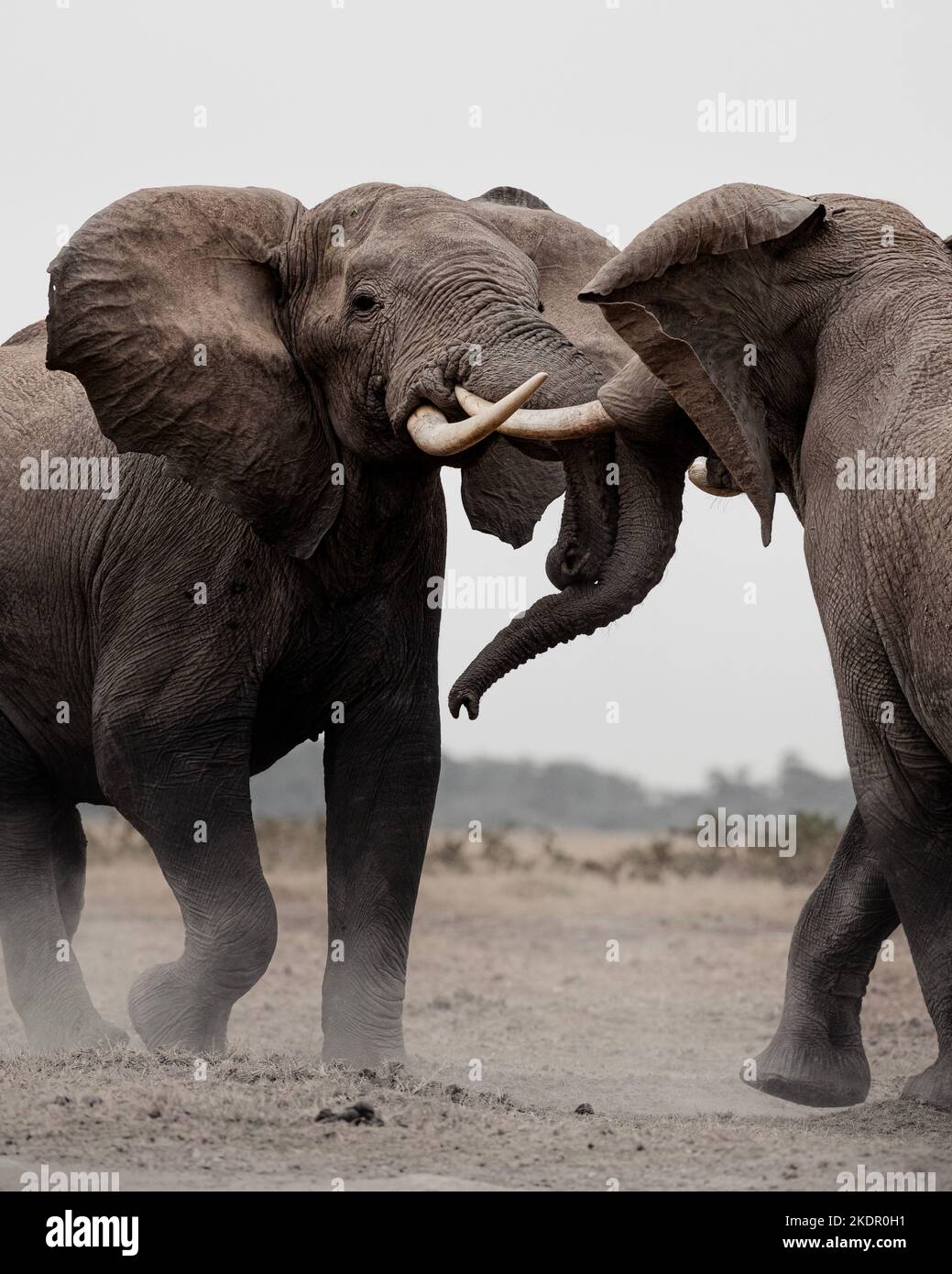The elephants clash tusks. Kenya: THESE INCREDIBLE images show two elephants locked together in battle by twisting their trunks around one another in Stock Photo
